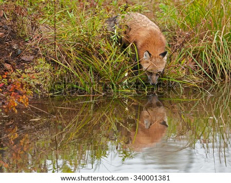 Red Fox ( Vulpes vulpes) Looks into Water - captive animal