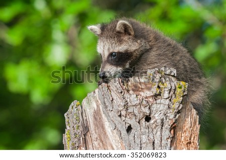 Young Raccoon (Procyon lotor) on Stump - captive animal