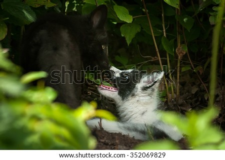 Silver Fox and Marble Fox (Vulpes vulpes) Nose Touch - captive animals