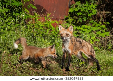 Red Fox Vixen (Vulpes vulpes) with Kit Near Old Truck - captive animals