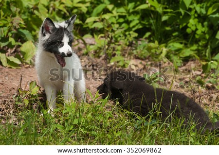 Young Marble Fox and Silver Fox (Vulpes vulpes) Playing - captive animals