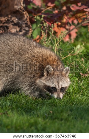 Raccoon (Procyon lotor) Sniffs in the Grass - captive animal