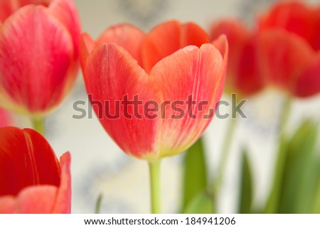 Close up bouquet of beautiful red tulip bulbs blossoming