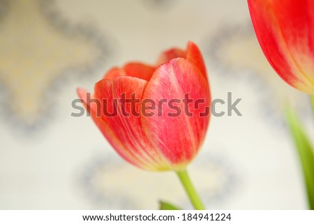 Close up red tulip bulb blossom indoors
