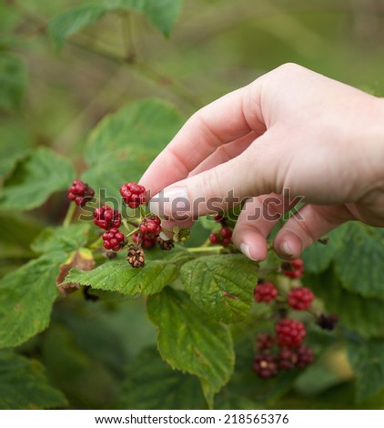 Close up female hands picking fruit in forest