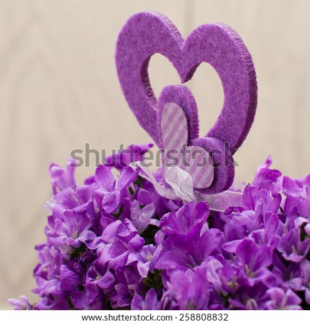 campanula-portenschlagiana, Purple heart