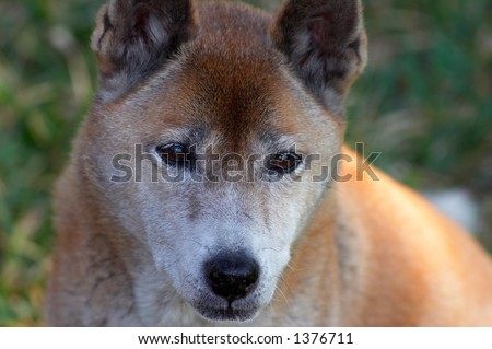 New Guinea Singing Dog,