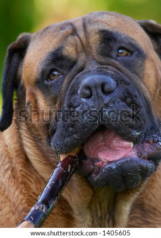 red fawn mastiff