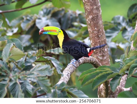 Keel-billed Toucan Having a Small Lunch.  Posing beautifully, he takes small bits form the fruit that grows on the tree.
