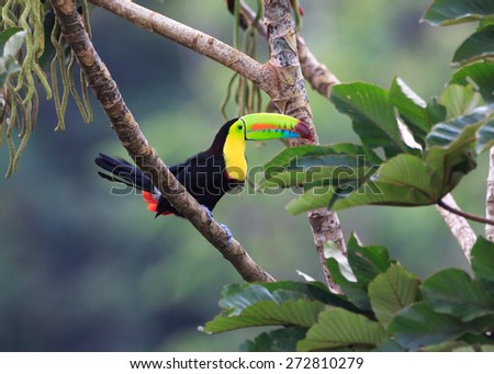 This Keel Billed or Rainbow Toucan looks toward the big bean supper he is about to have.