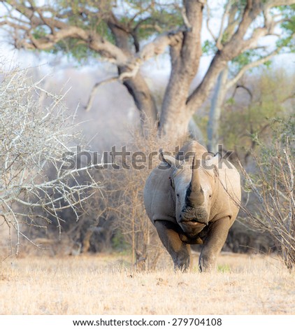 A rhinoceros takes the alert stance and is ready to charge if he suspects danger.