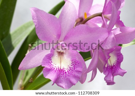 Blossoming flower exotic orchid in the Thai garden in a summer season