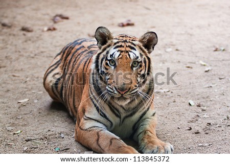 Portrait of Bengal Tiger, 1 year old, sitting in front of   background, studio shot, Panthera tigris tigris