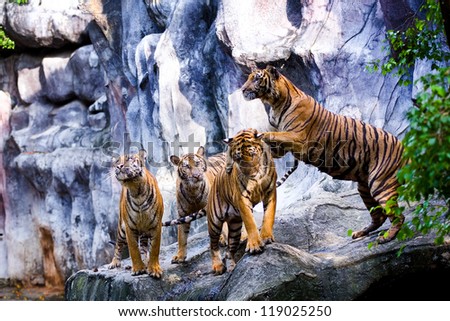 Portrait of Bengal Tiger, 1 year old, sitting in front of background, studio shot, Panthera tigris tigris