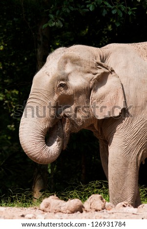 A young elephant walks fast towards the river