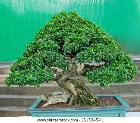 A small bonsai tree in a ceramic pot. Cascade style,isolated on a