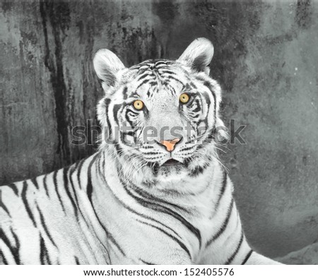 Black and white picture of a white tiger