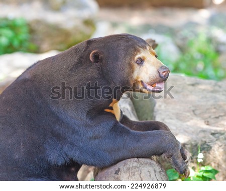 Friendly black bear sitting and relax in the zoo