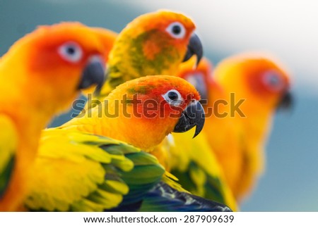 Pair of bonded parrots