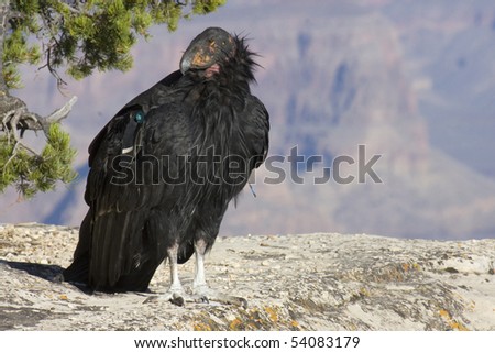 California+condor+endangered