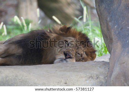 Sleepy lion with one eye open