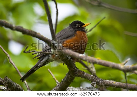 American Robin perched on a tree branch (turdus migratorius)