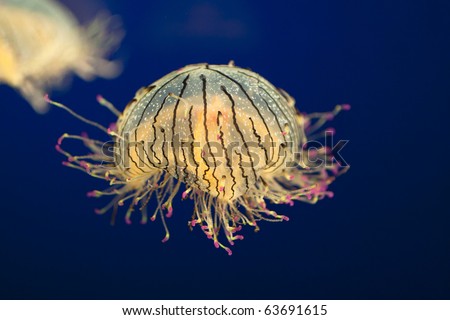 flower hat jellyfish