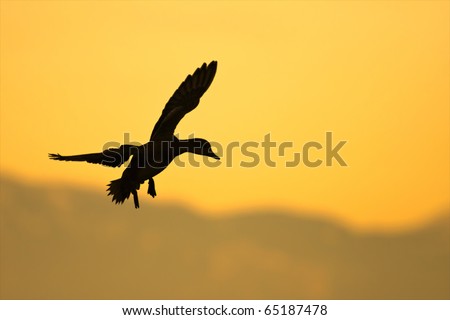 Duck Landing Silhouette