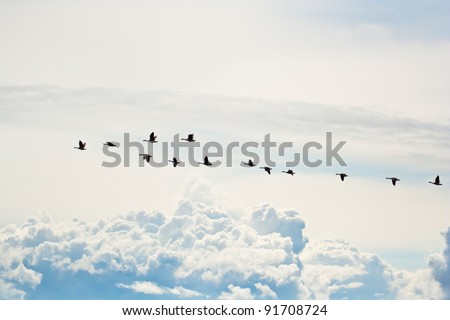 Canada geese flying in formation with clouds in the background