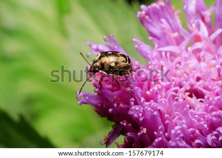 isolated animal insect ground beetle