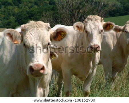 Blonde cows staring at camera near Pelussin, France