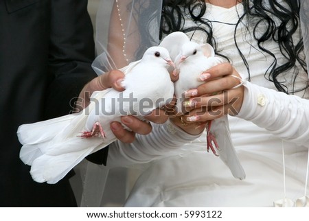 stock photo Pair of White Wedding Doves in arms