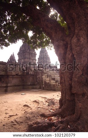 Prambanan Ruins, Java, Indonesia-Several temples in this ancient complex framed by an big old tree