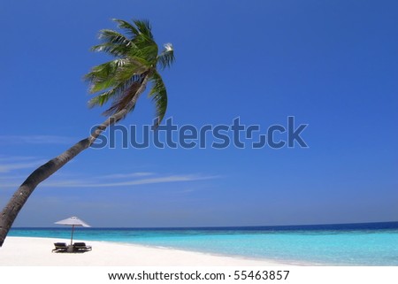 Beach chairs under a palm tree on a deserted stretch of pristine beach