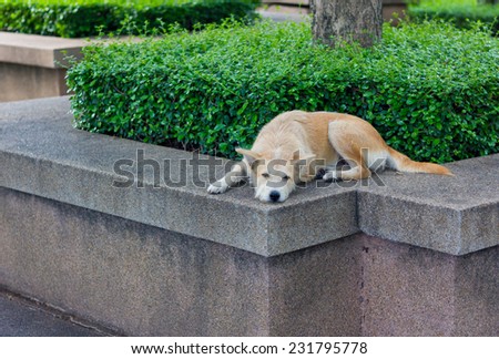 Brown dog looking away and lying in park