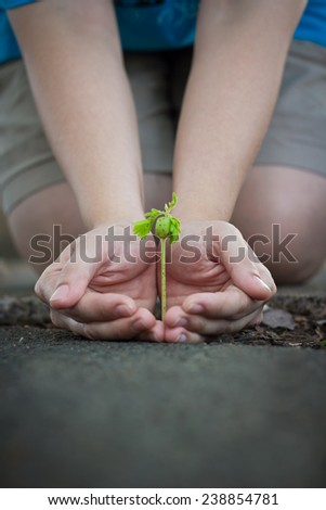 Human lady hands protect the tamarind sprout, seedling sprout up from the ground, green earth concept
