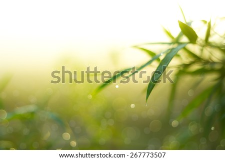 Defocused Bokeh, twinkling lights green and yellow blurred bokeh abstract light spring forest background. Natural bokeh from bamboo leaf. Blur picture style.