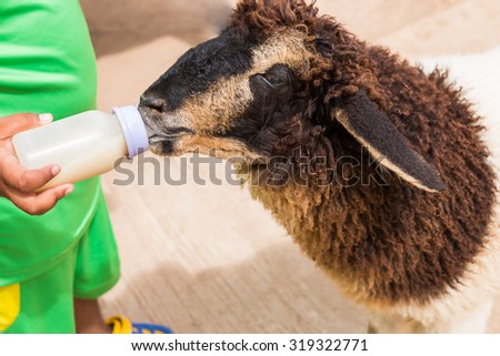 Sheep feeding. Close up child feeding milk bottle to cute sheep