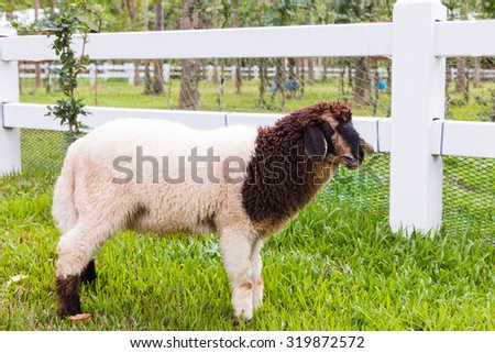 Sheep standing on the grass, white picket fence and nature background.
