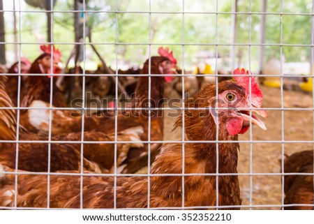 Flock of chickens in the cages for sell on the farm. Domestic animal businesses for food. Close up.