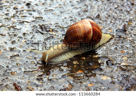 A big snail is crawling on the wet road after the rain.