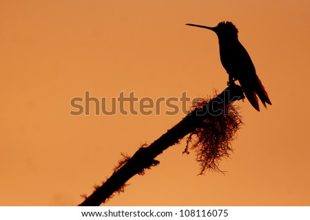 Magnificent Hummingbird (Eugenes fulgens) sat on a branch at sunset. Silhouetted. Taken at Mirador de Quetzales, Costa Rica, Central America.