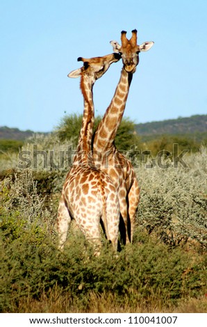 Two cute Giraffes (Giraffa camelopardalis) showing affection. Taken at Etosha, Namibia, Southern Africa.