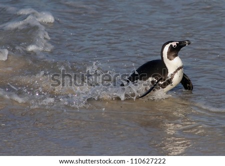 African Penguin (Spheniscus demersus) also known as the Jackass Penguin. Splashing about at Boulders Beach, South Africa.