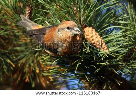 Male Common Crossbill (Loxia curvirostra) eating Pine Cone seeds. Taken at Forfar Loch, Angus, Scotland.