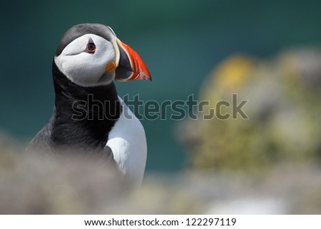 Atlantic Puffin (Fratercula arctica) on a cliff edge with North Sea in the background. Taken on the Isle of May, Fife, Scotland.