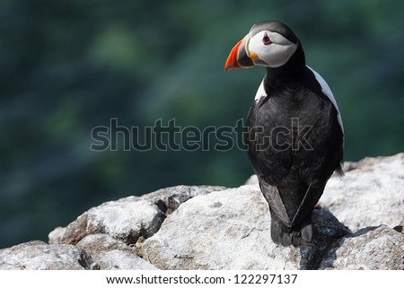 Atlantic Puffin (Fratercula arctica) on a cliff edge with North Sea in the background. Taken on the Isle of May, Fife, Scotland.