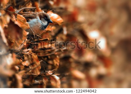 House Sparrow (Passer domesticus) in a garden beech hedge. Taken in Angus, Scotland.