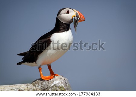 Atlantic Puffin (Fratercula arctica) stood on cliff top with sand eels in its beak