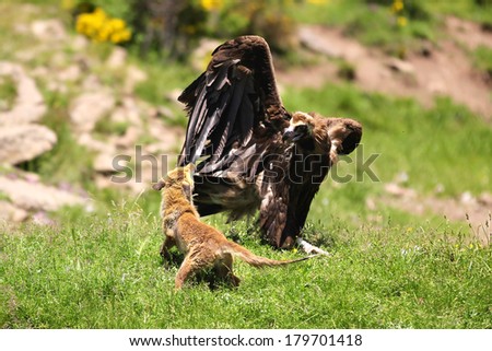 Cinereous (Eurasian Black) Vulture (Aegypius monachus) has a stand off with a Red Fox (vulpes vulpes). Fox bites vultures tail!